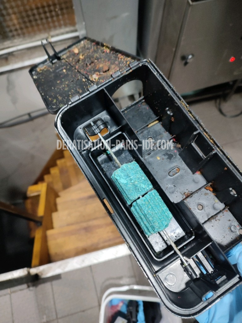 Intervention de dératisation à Paris par Dératisation Paris IDF